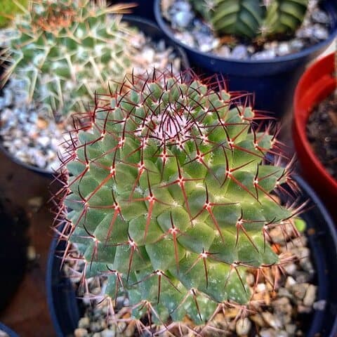 Cactos