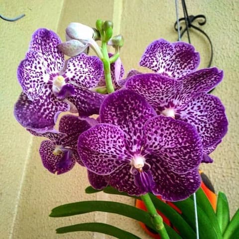 Orquídea