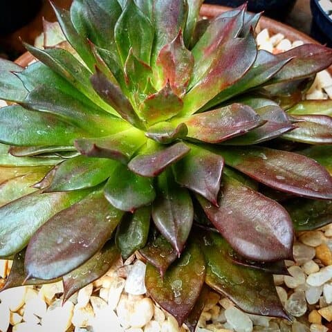 Suculenta